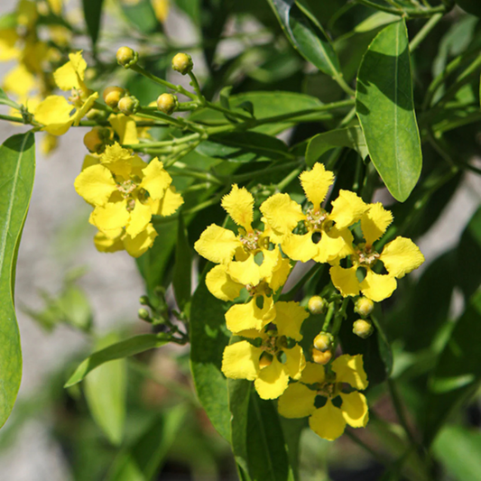 Yellow Butterfly Vine / Mascagnia macroptera (Callaeum macropterum) Rare Flowering Live Plant