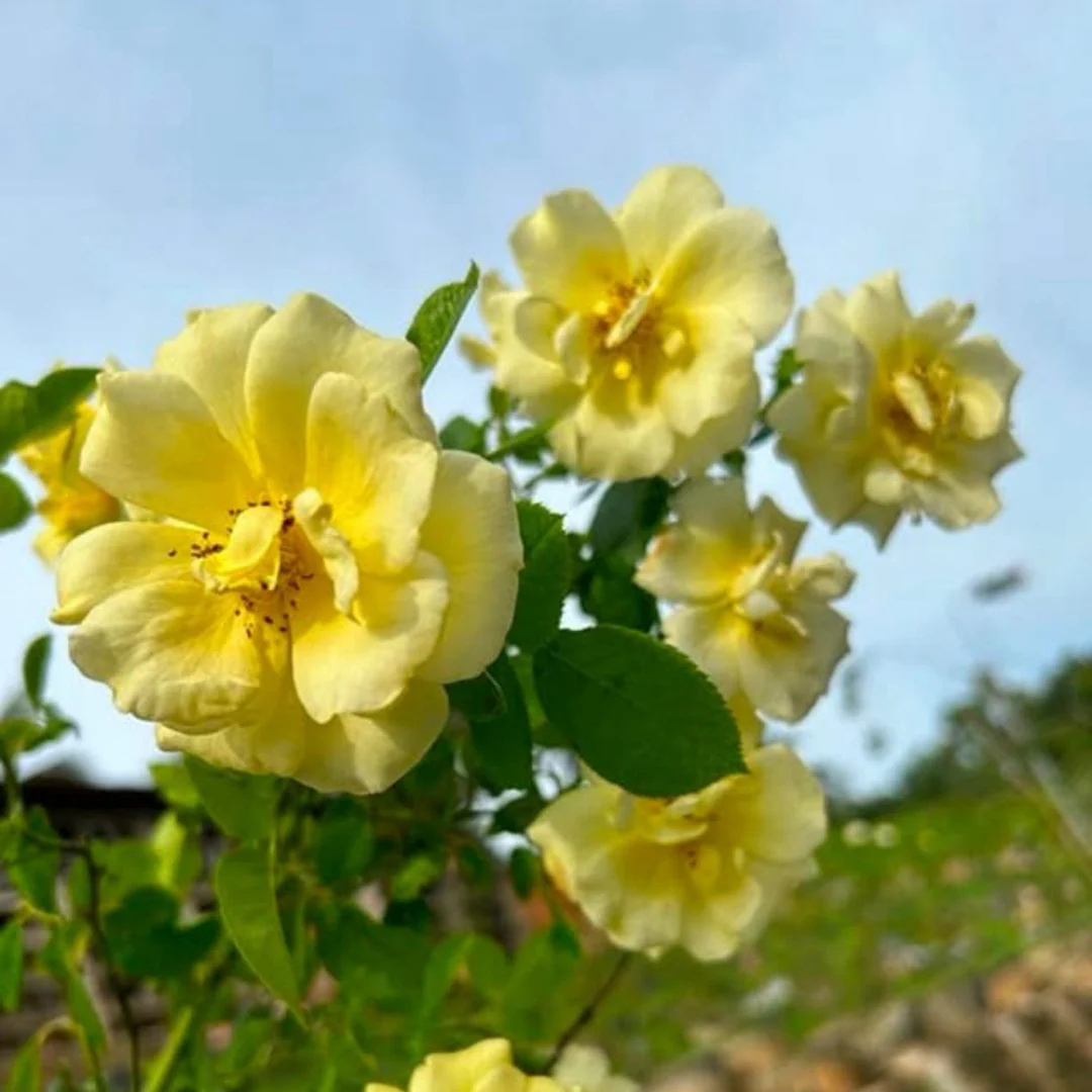 Yellow Climber Rose Rare Fragrant Climbing Rose Plant