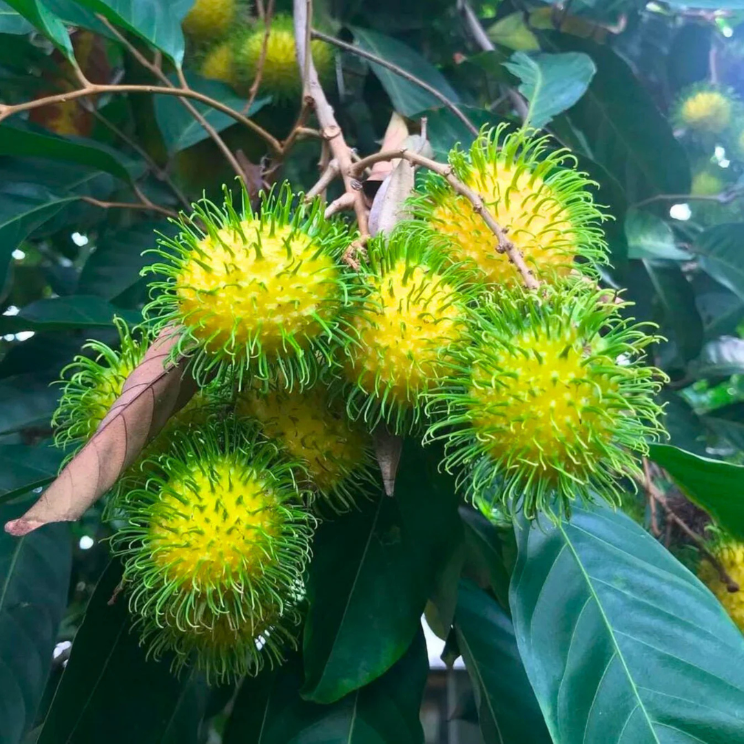 Yellow Rambutan (Nephelium lappaceum) Fruit Live Plant