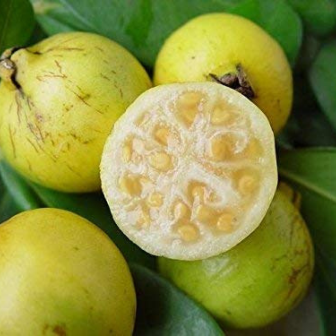 Yellow Strawberry Guava Live Plant (Psidium Cattleianum)