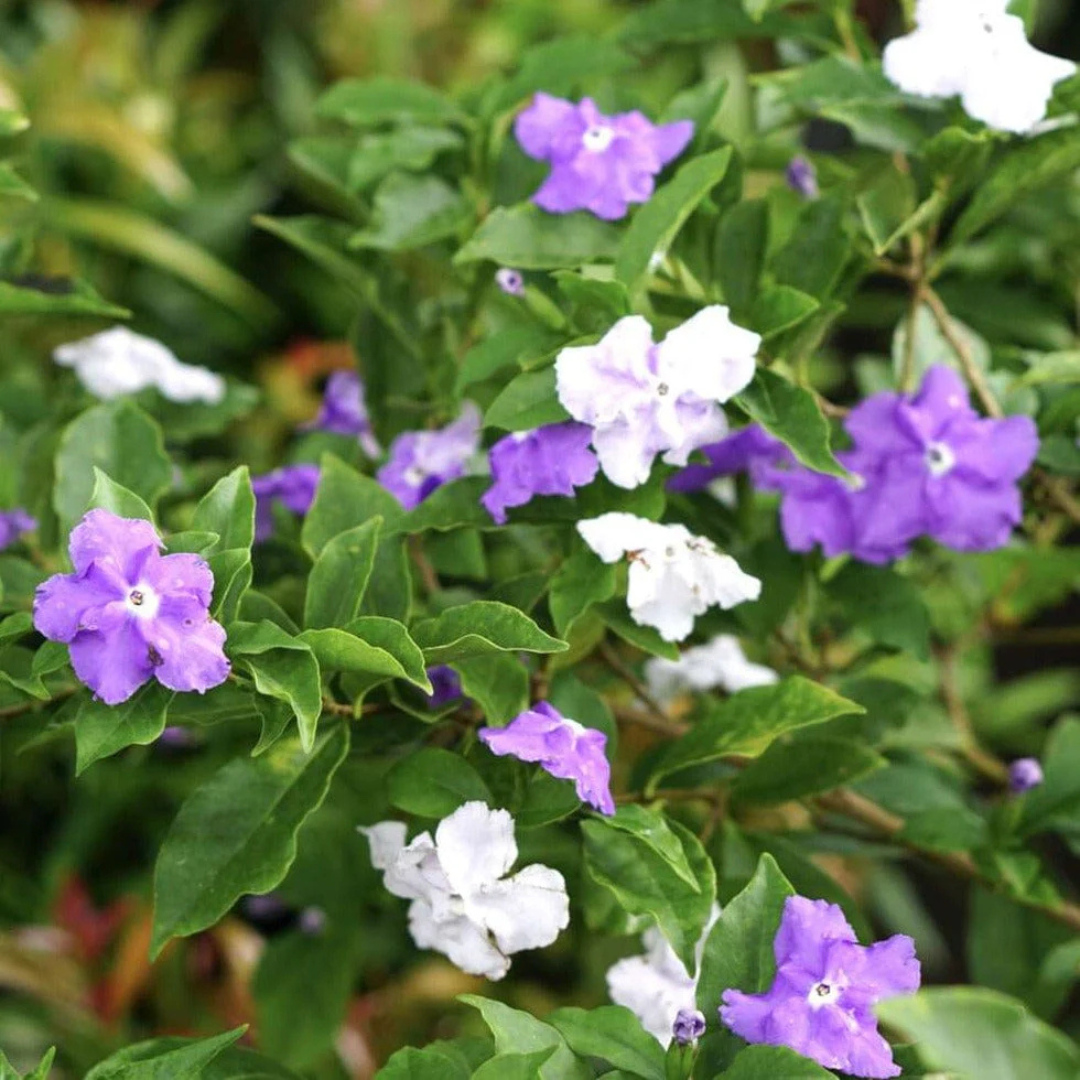 Yesterday Today Tommorrow (Brunfelsia pauciflora) Flowering Live Plant