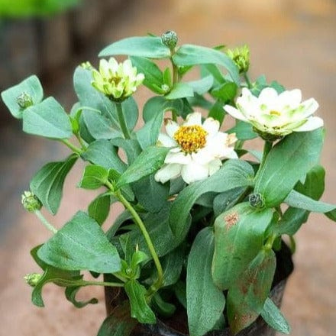 Zinnia White Flowering Live Plant