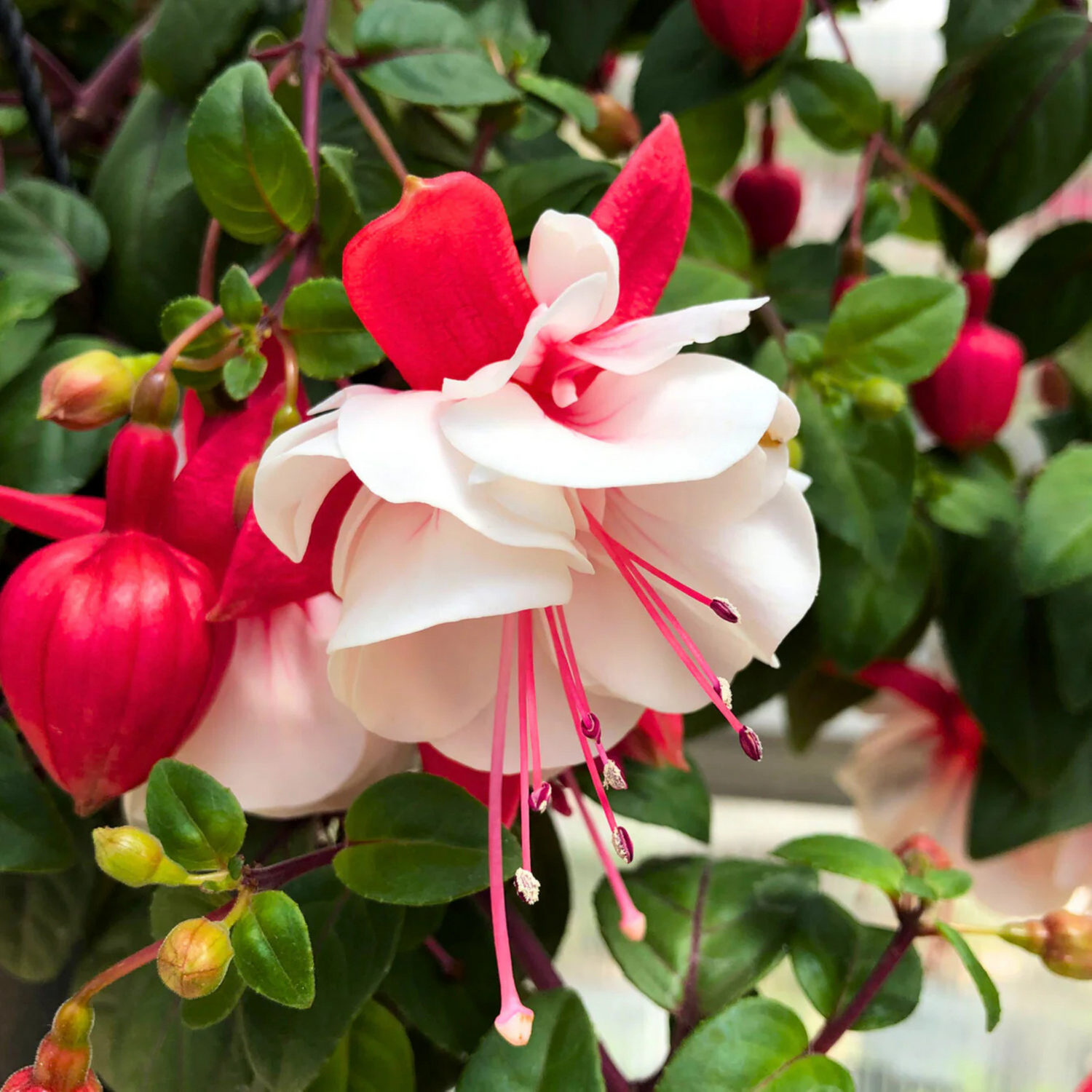 Buy Flowering Plants Online