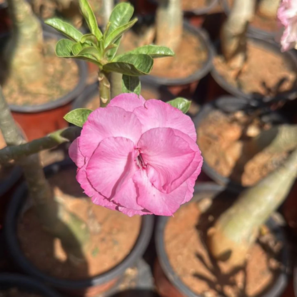 Adenium Pink Double Petal Desert Rose Rare Live Flowering Plant