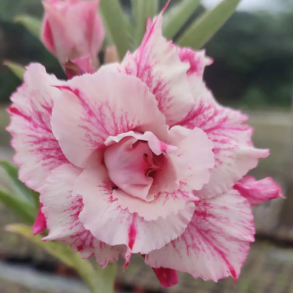 Adenium Pink White Double Petal Desert Rose Live Plant