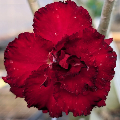 Adenium Red Double Petal Desert Rose Live Plant