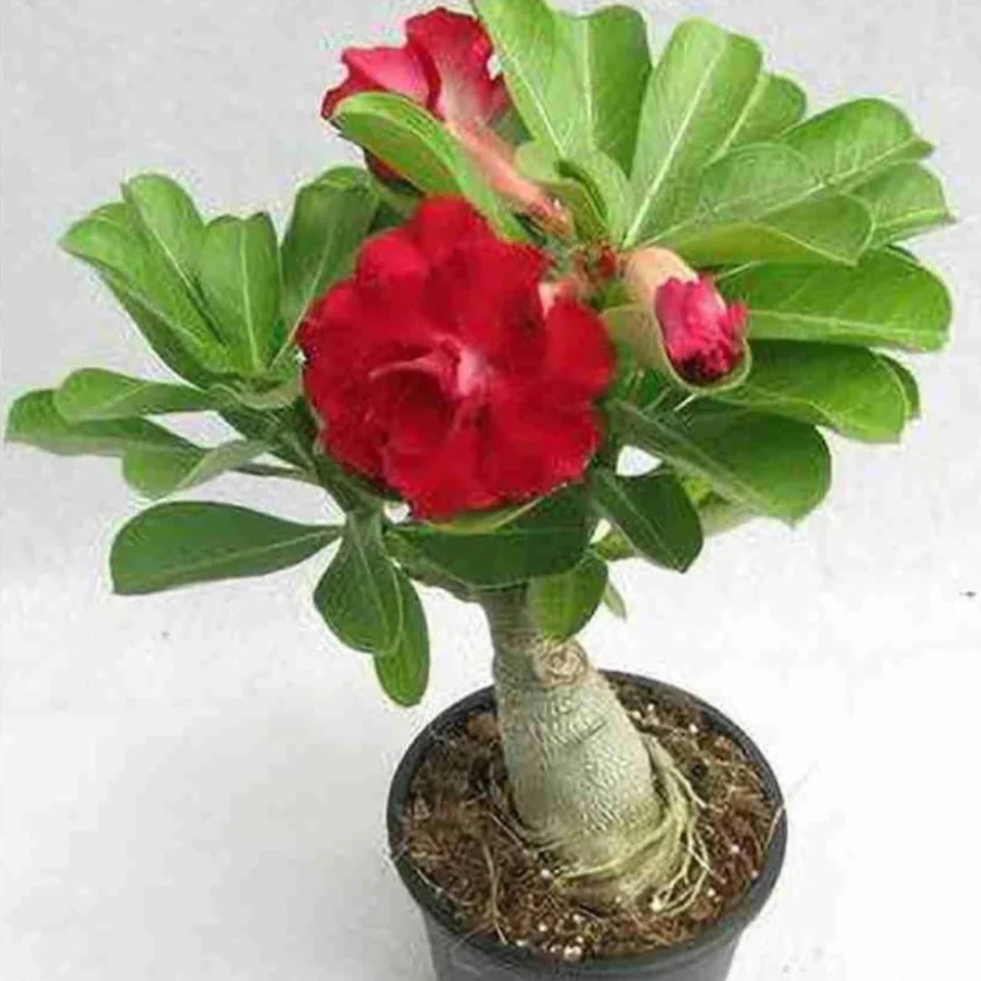 Adenium Red Double Petal Desert Rose Live Plant
