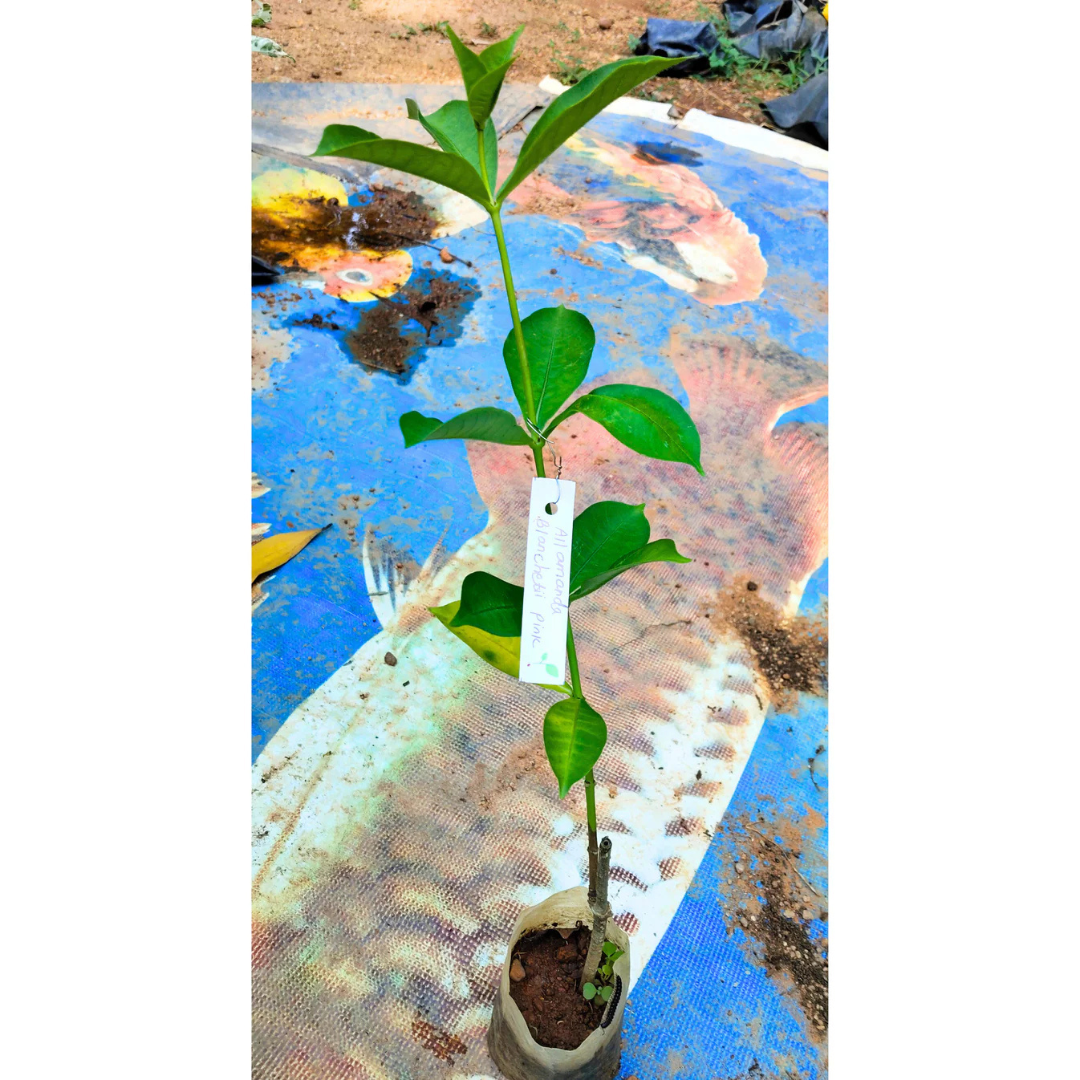 Allamanda Blanchetii Pink All Time Flowering Live Plant