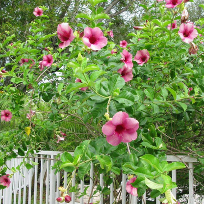 Allamanda Blanchetii Pink All Time Flowering Live Plant