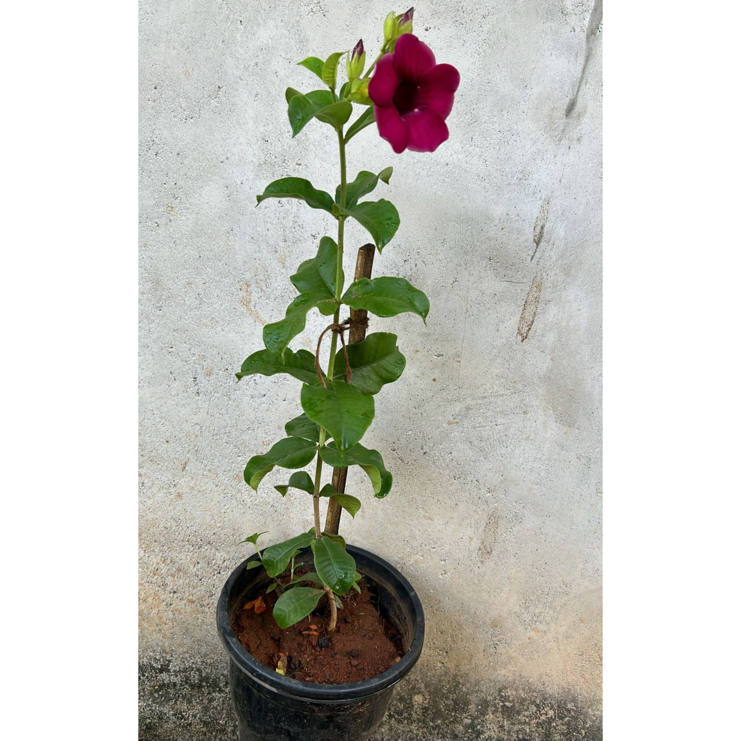 Allamanda Red Velvet All Time Flowering Live Plant