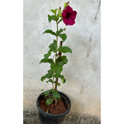 Allamanda Red Velvet All Time Flowering Live Plant
