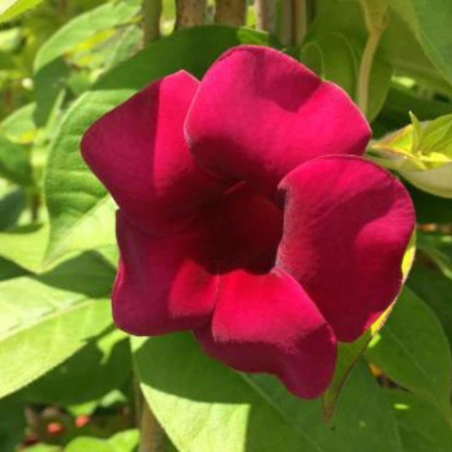 Allamanda Red Velvet All Time Flowering Live Plant