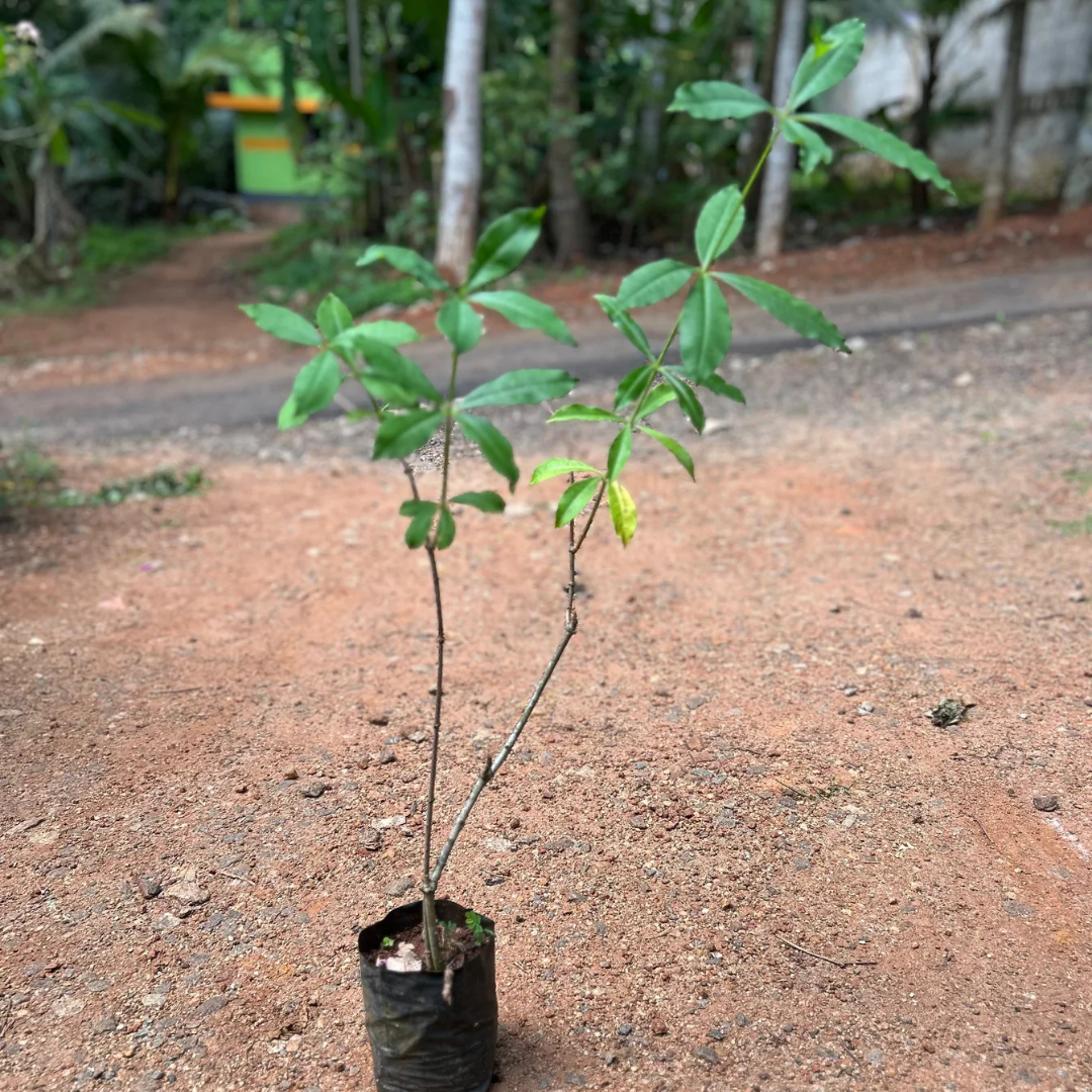 Allamanda Yellow Double Petal Creeper/Climber Flowering Live Plant