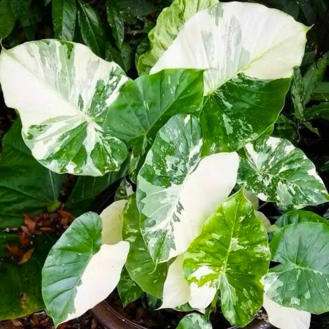 Alocasia Variegated Indoor / Outdoor Live Plant
