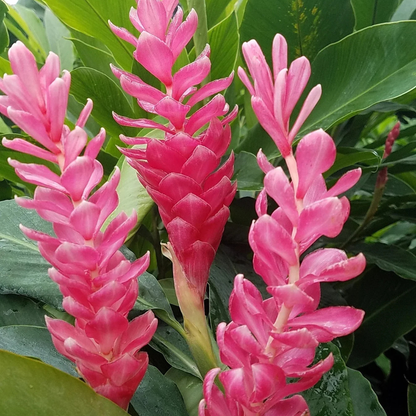 Alpinia Ginger Pink Flowering Live Plant