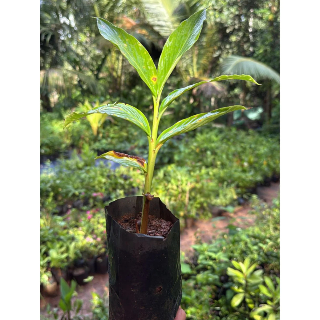Alpinia Ginger Pink Flowering Live Plant