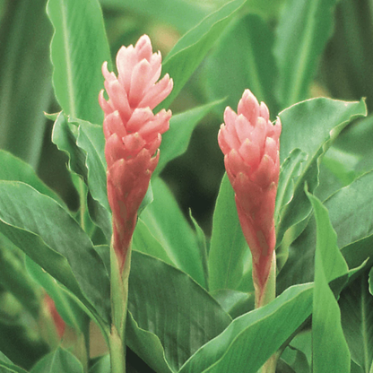 Alpinia Ginger Pink Flowering Live Plant