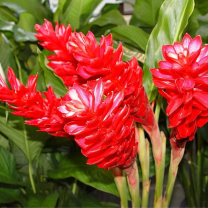 Alpinia Ginger Red Flowering Live Plant