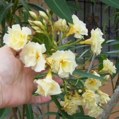 Arali Sandal Multi Petal (Nerium oleander) Rare All Time Flowering Live Plant