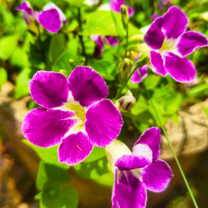 Asystasia (Asystasia gangetica) Flowering Live Plant
