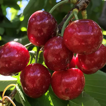 Australian Cherry Rare Live Plant (Syzygium paniculatum)