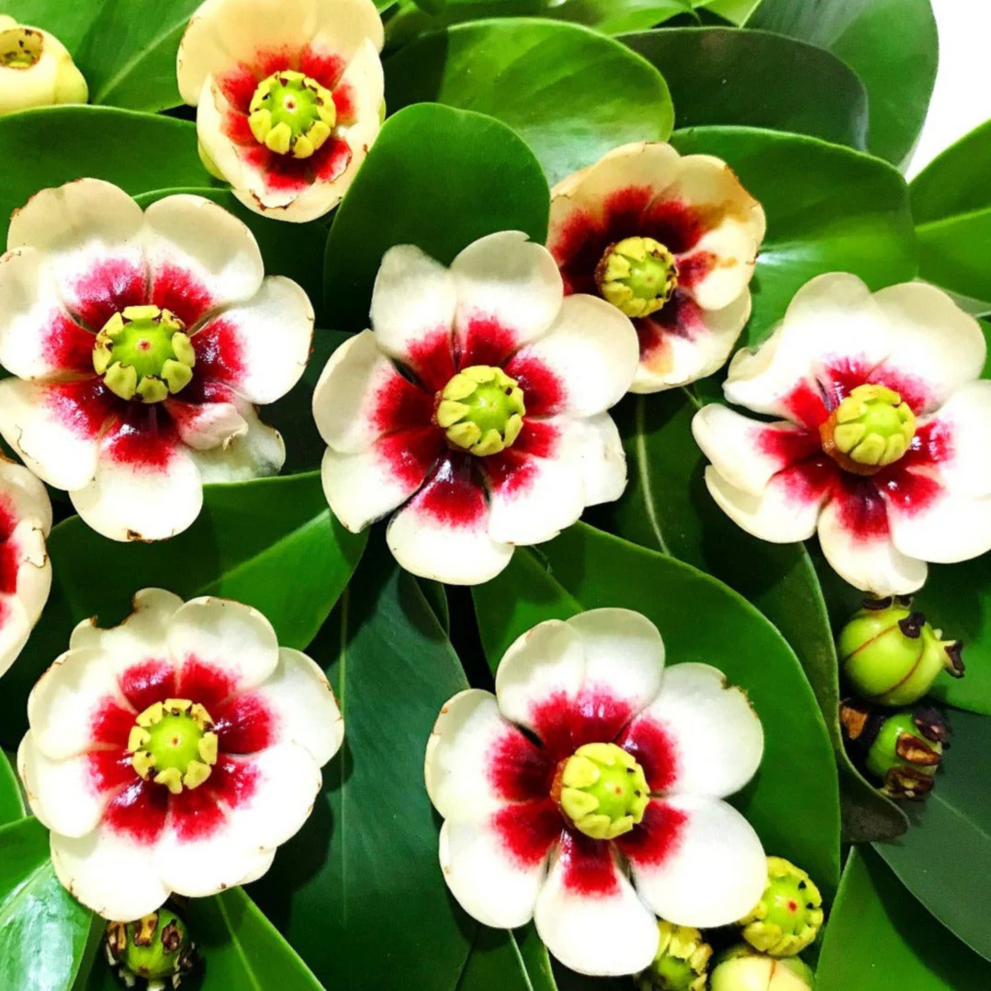 Autograph (Clusia rosea) Flowering Live Plant