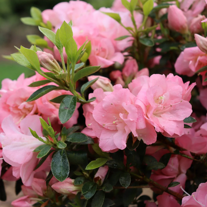 Azalea Pink (Rhododendron) Multi Petal Rare Flowering Live Plant