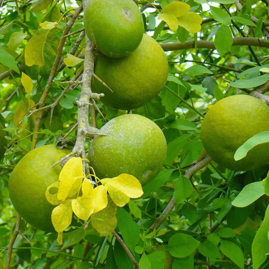 Bael/Vilvam (Aegle marmelos) Fruit Live Plant