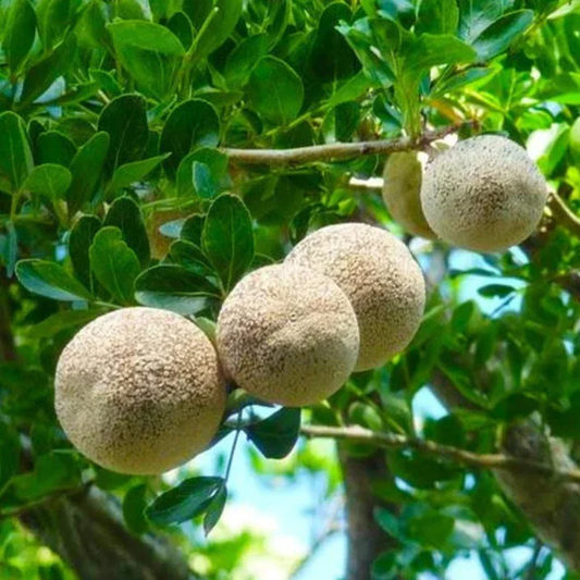 Bael (Wood apple) Rare Grafted Live Plant