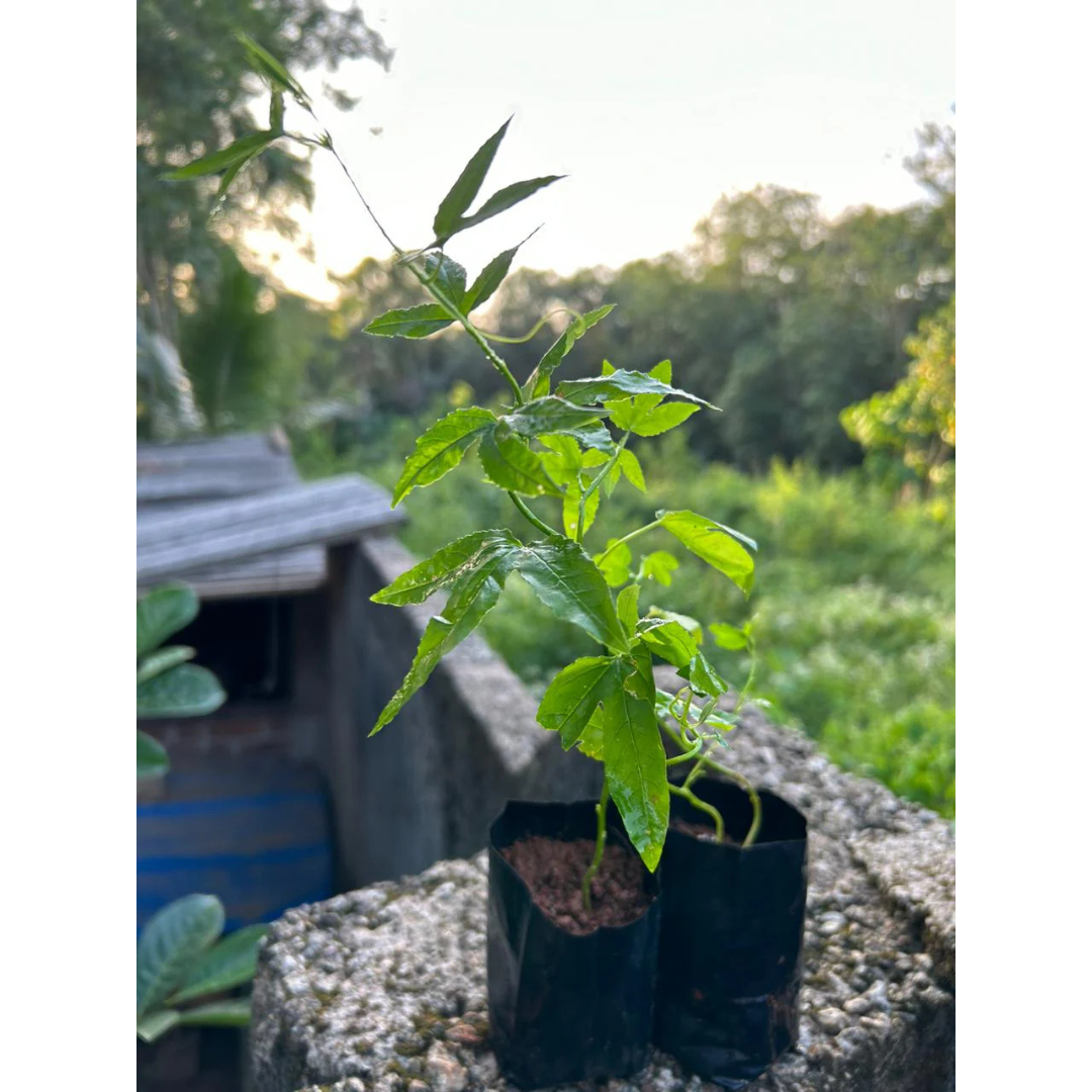 Banana Passion Fruit (Passiflora Tripartita Mollissima) Live Plant