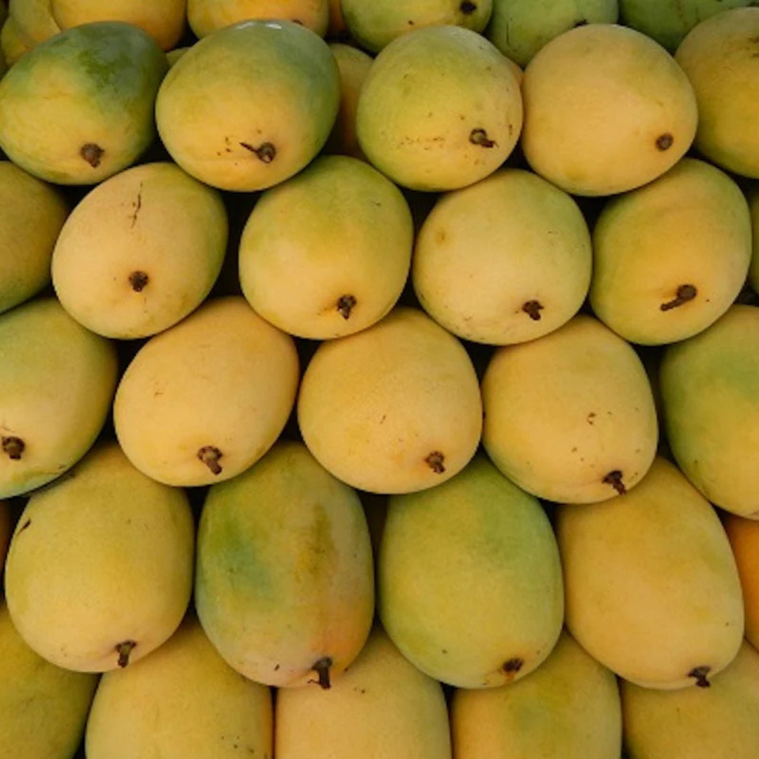 Banganapalli Mango Grafted Live Plant