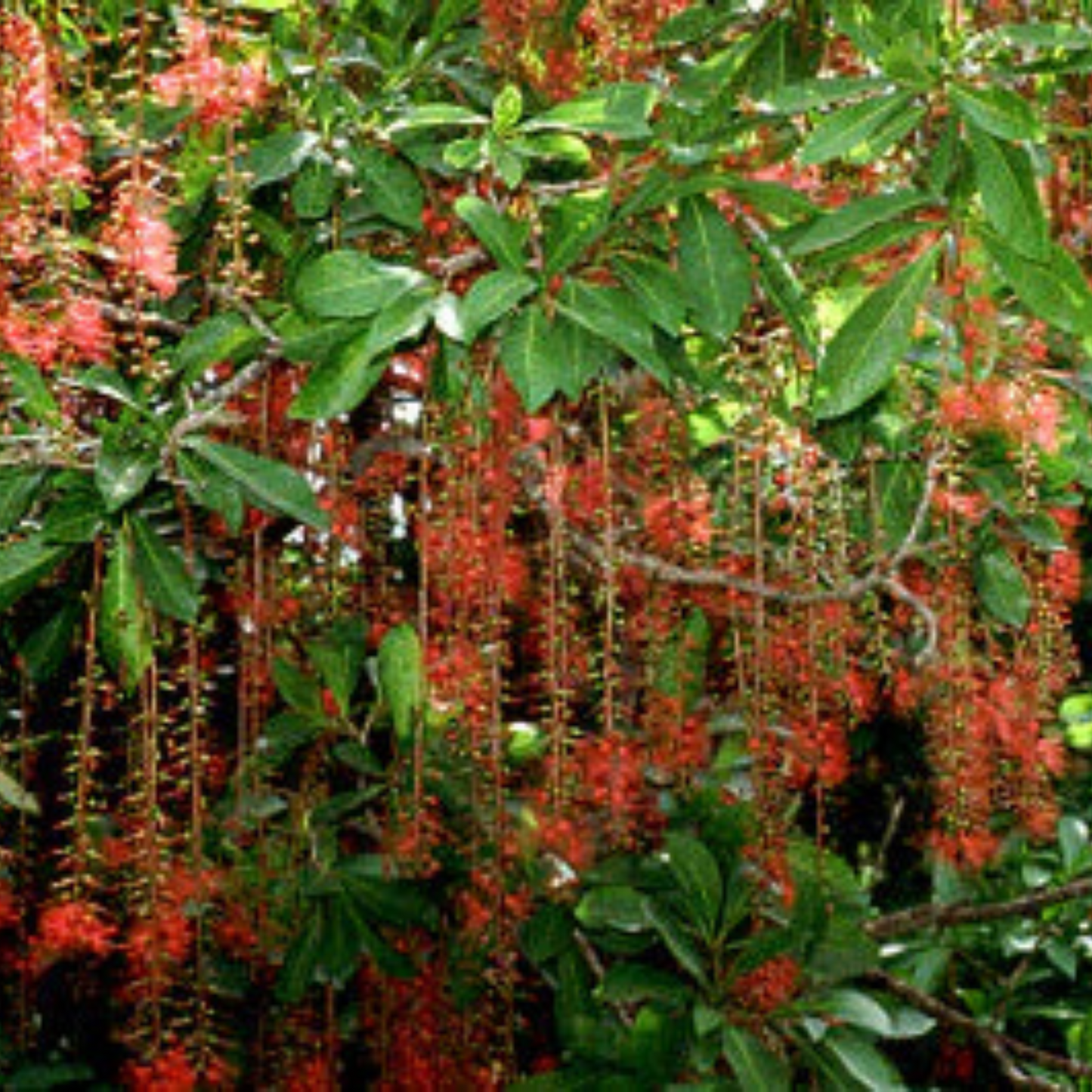 Barringtonia Acutangula Indian Oak Tree (Red Flower) Plant