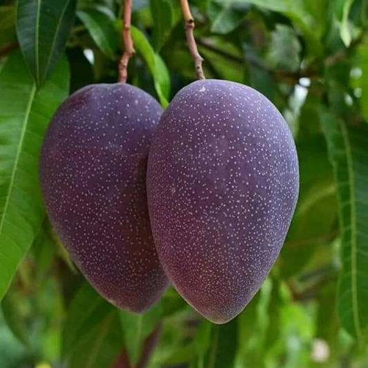 Black Stone Mango Grafted Live Plant