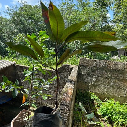 Black Stone Mango Grafted Live Plant