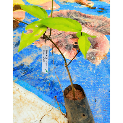 Bleeding-Heart Vine White (Clerodendrum Thomsoniae) Flowering Live Plant