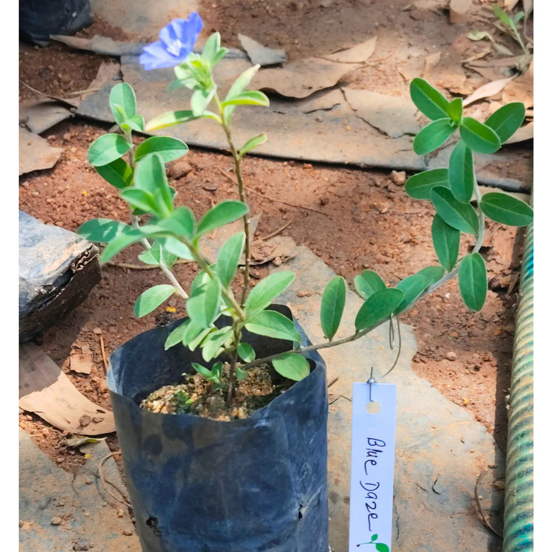 Blue Daze (Evolvulus nuttallianus) All Time Flowering Live Plant