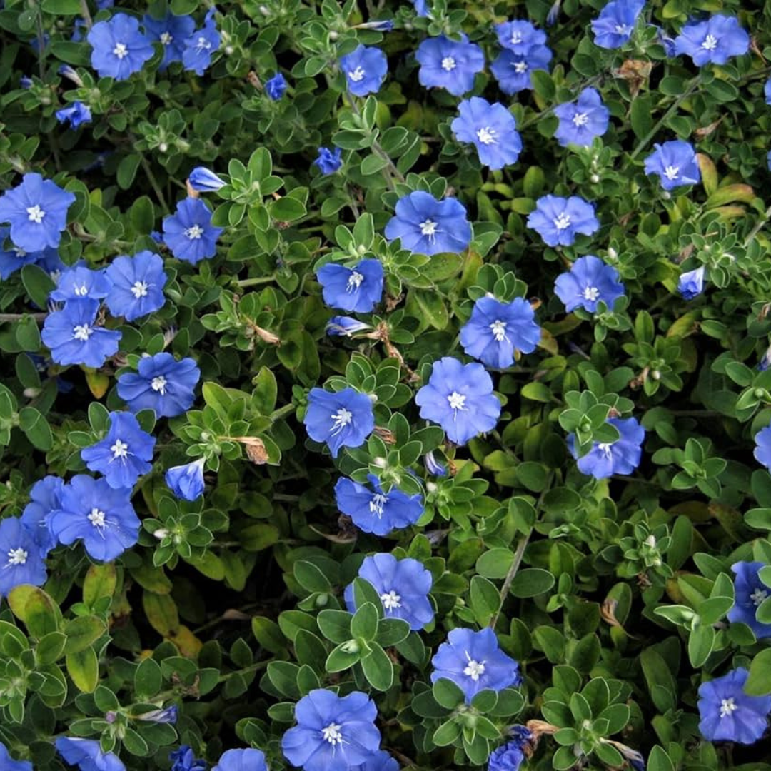 Blue Daze (Evolvulus nuttallianus) All Time Flowering Live Plant