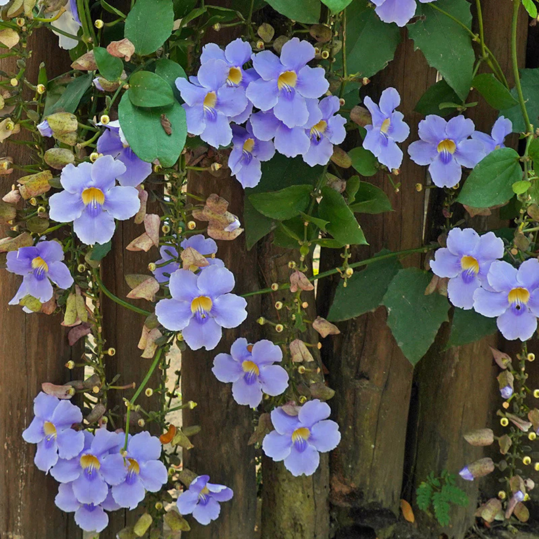 Blue Trumpet Vine (Thunbergia grandiflora) All Time Flowering Live Plant