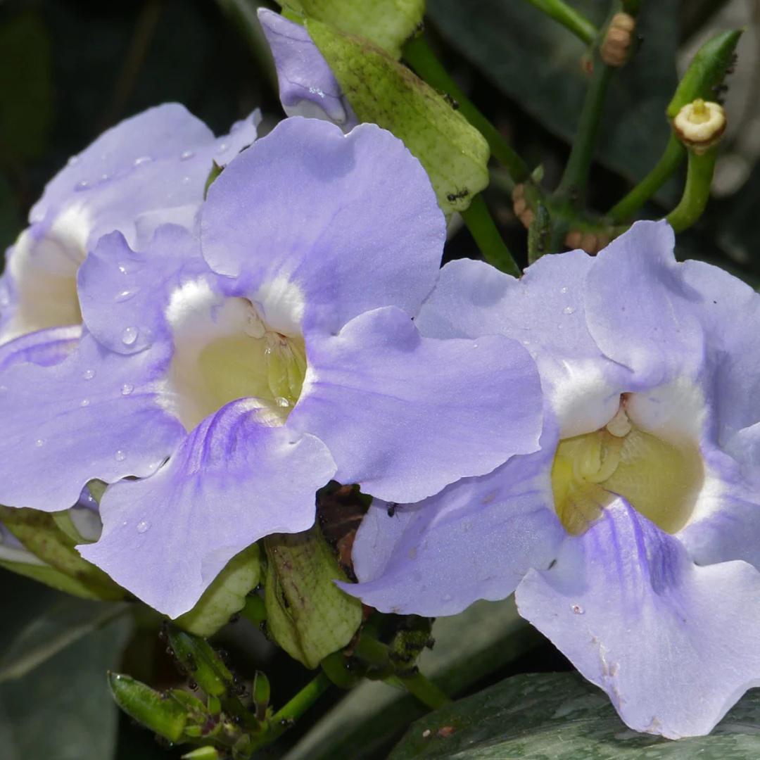 Blue Trumpet Vine (Thunbergia grandiflora) All Time Flowering Live Plant