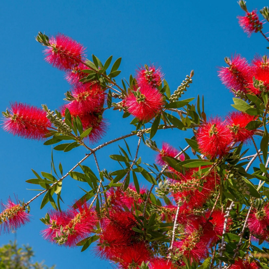 Bottle Brush Red (Callistemon) All Time Flowering Live Plant