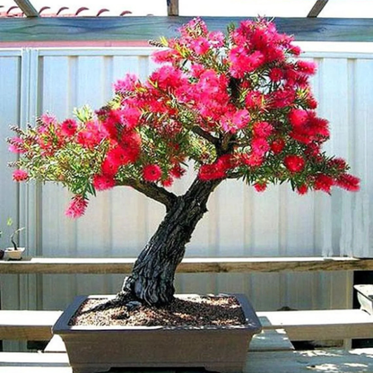 Bottlebrush Bonsai Live Plant