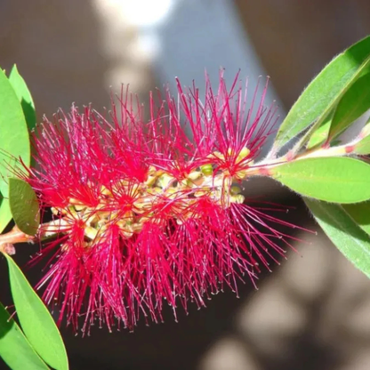 Bottlebrush Bonsai Live Plant