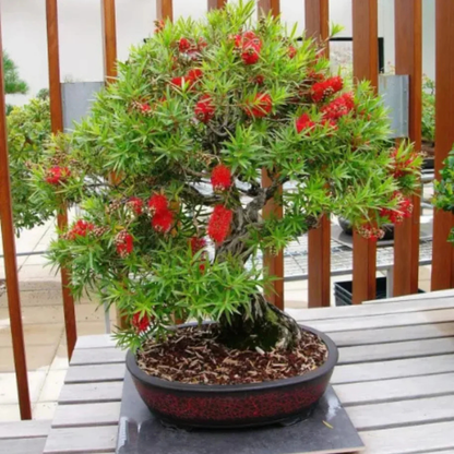 Bottlebrush Bonsai Live Plant