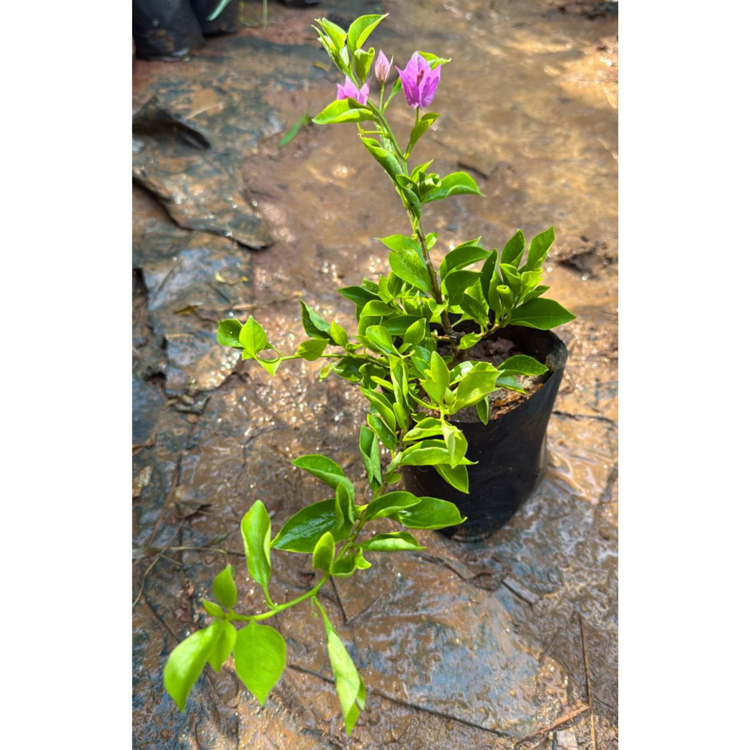 Bougainvillea Purple Creeper (Paper Flower) Flowering Live Plant