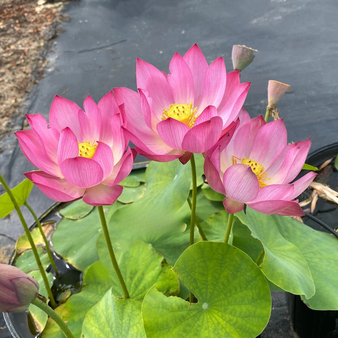 Bowl Lotus Pink Tuber