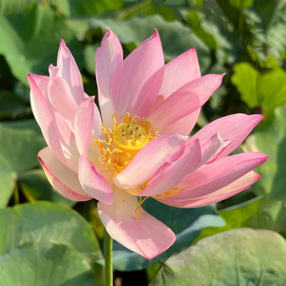 Bowl Lotus Pink Tuber