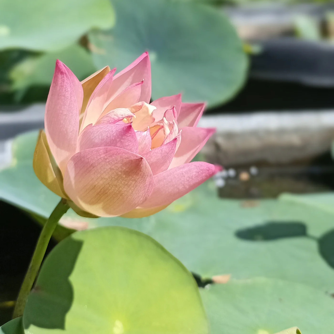 Bowl Lotus Pink Tuber