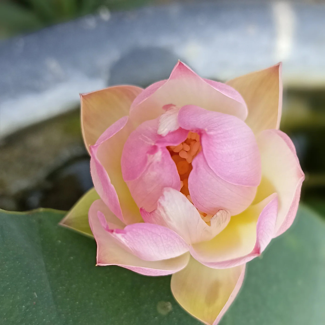 Bowl Lotus Pink Tuber