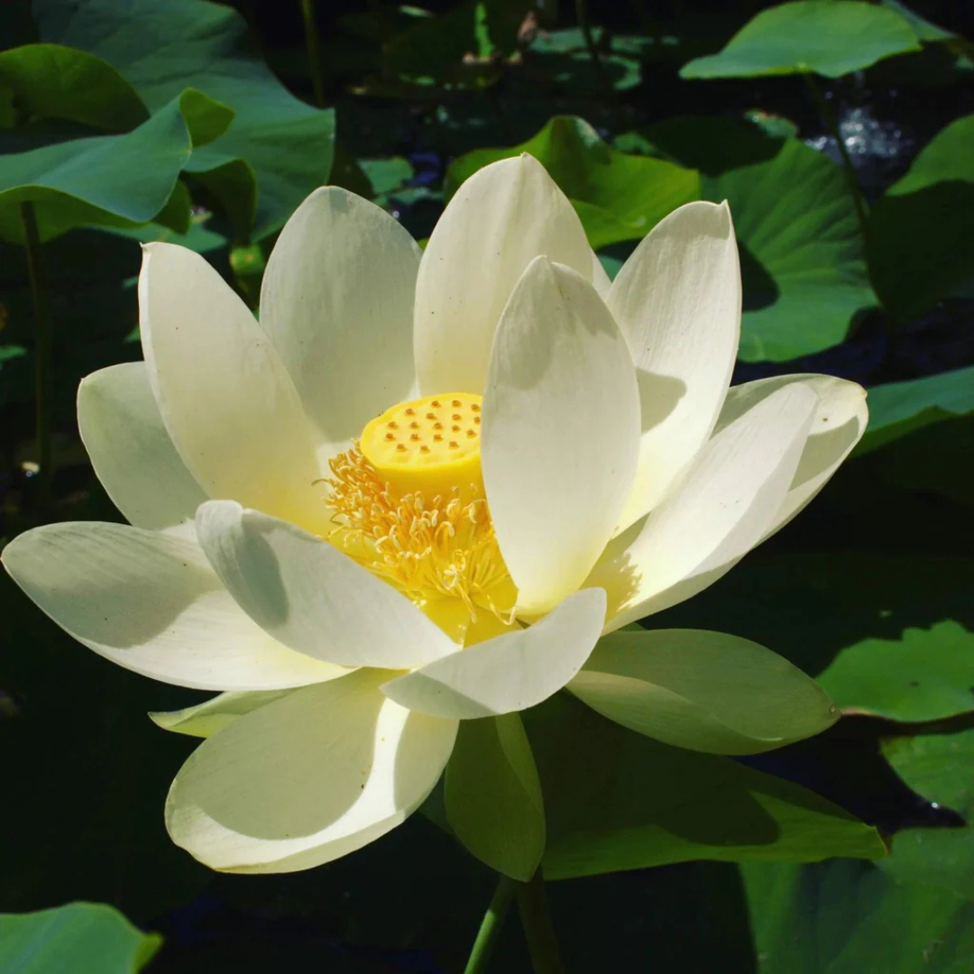 Bowl Lotus White Tuber