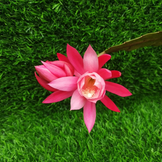 Brahma Kamal - Pink (Saussurea obvallata) Flowering Live Plant